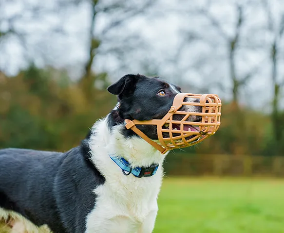 Baskerville | Dog Behaviour | Deluxe Muzzle (Changing to Classic Muzzle)