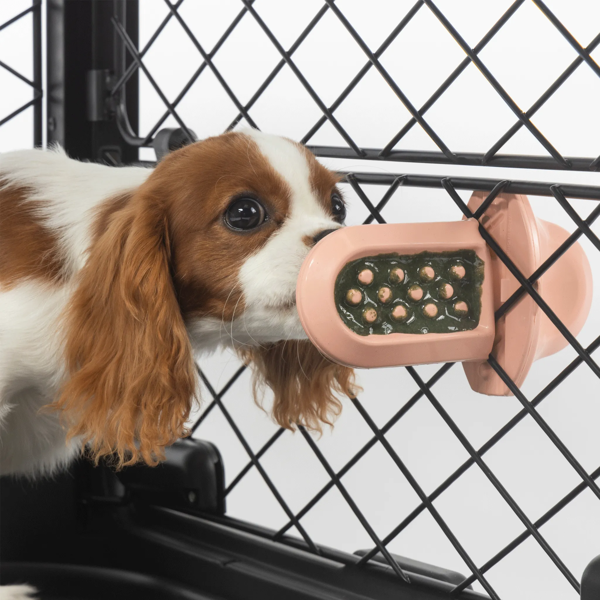 Diggs Groov Crate Training Aid - Blush