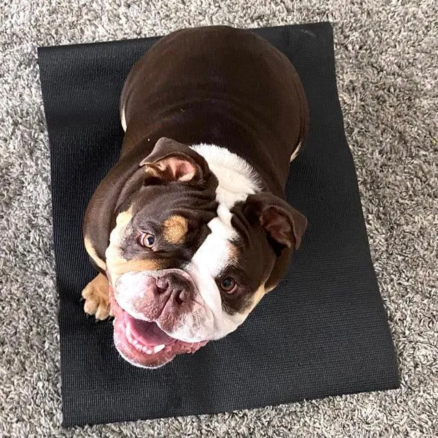 Manners Mat Training