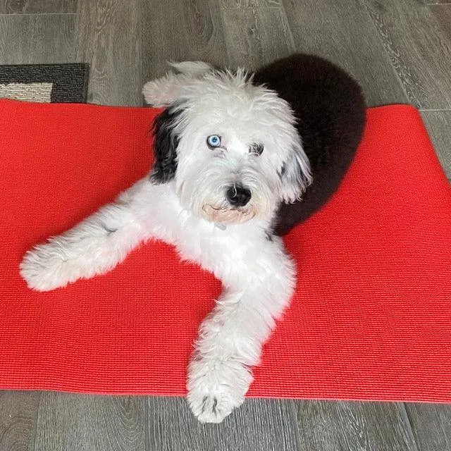 Manners Mat Training